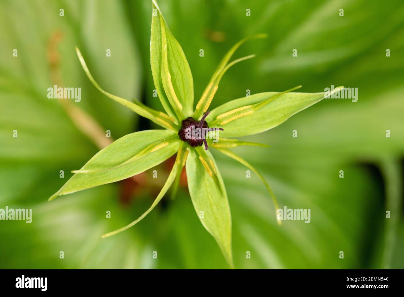 The close-up of the flower of Paris quadrifolia, the herb-paris or true lover's knot Stock Photo