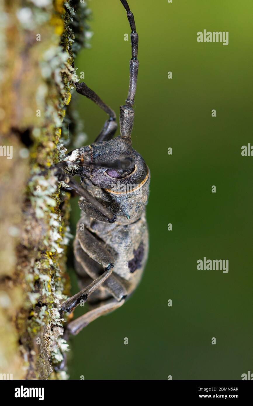 Morimus funereus, a species of beetle in family Cerambycidae, on a tree bark Stock Photo