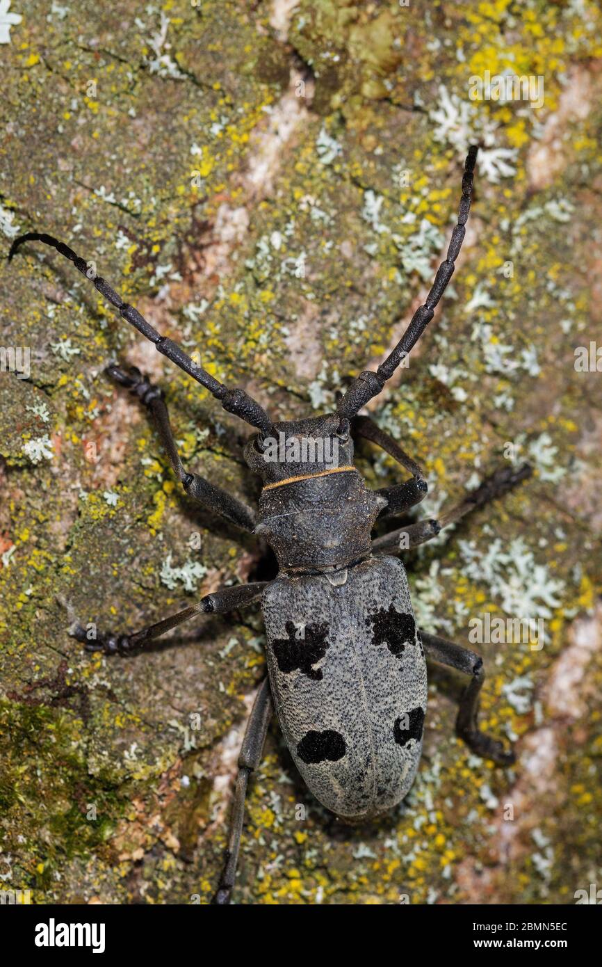 Morimus funereus, a species of beetle in family Cerambycidae, on a tree bark Stock Photo
