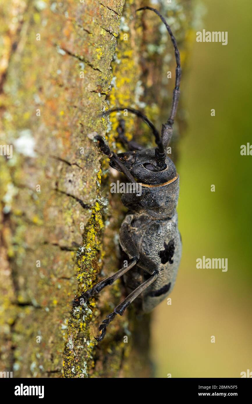 Longhorn beetle tree hi-res stock photography and images - Alamy