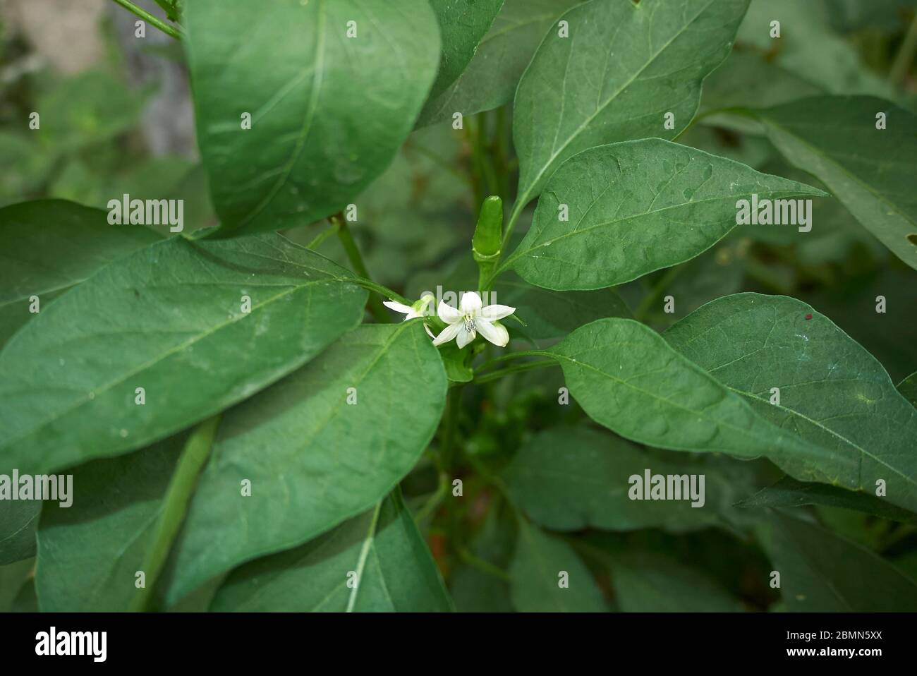 Capsicum annuum fresh fruit and flowers Stock Photo Alamy
