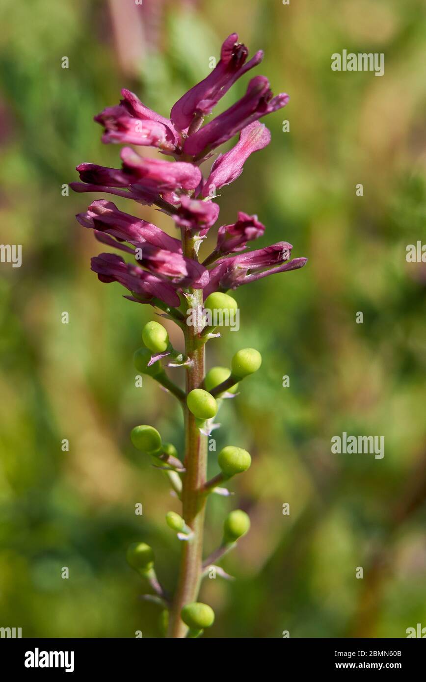 Fumaria officinalis pink and red inflorescence Stock Photo