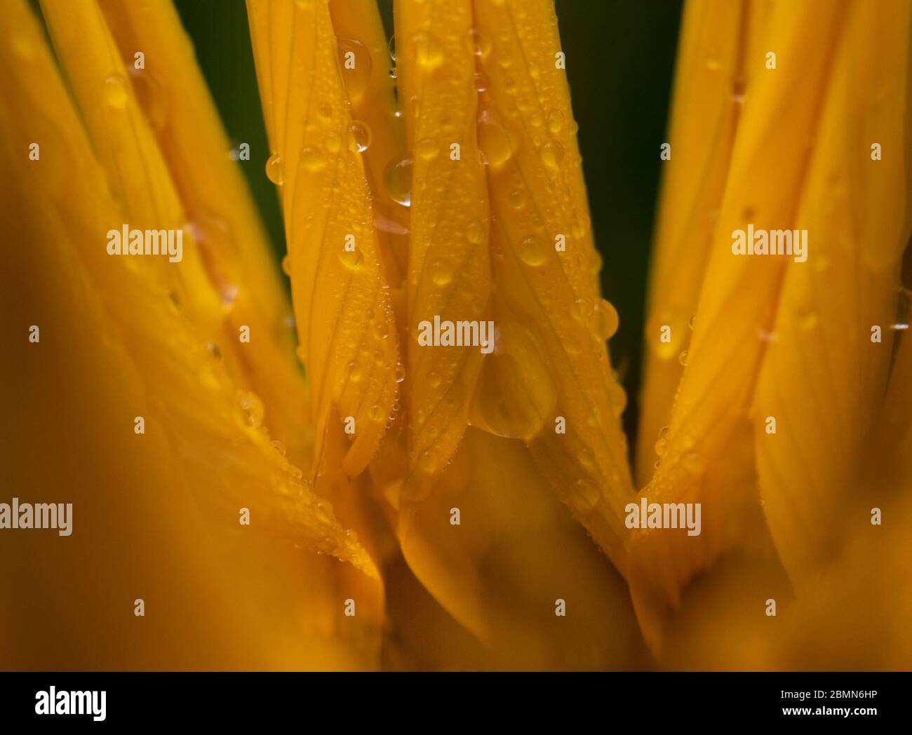 Yellow flower in the rain Stock Photo