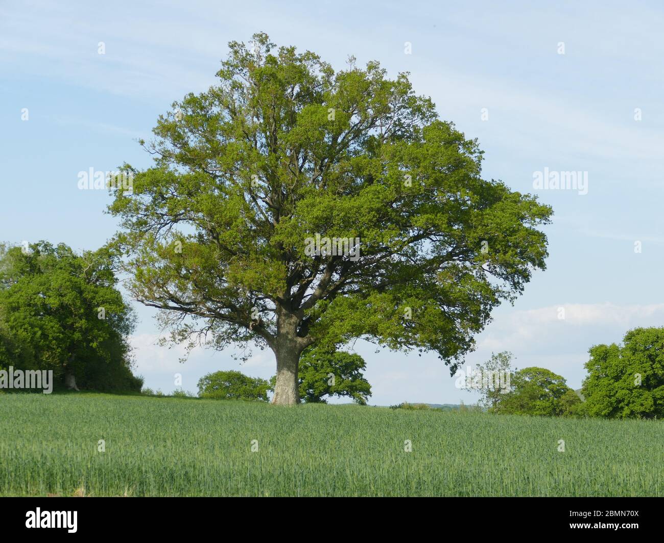 Dorset tree hi-res stock photography and images - Alamy