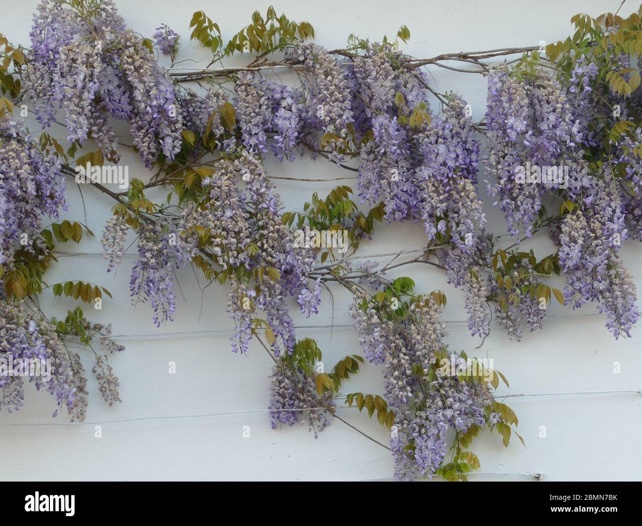 Wisteria growing on a White Wall Stock Photo