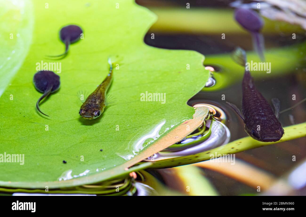Fish and Tadpole on green leaf under water on a tropical pond. Stock Photo
