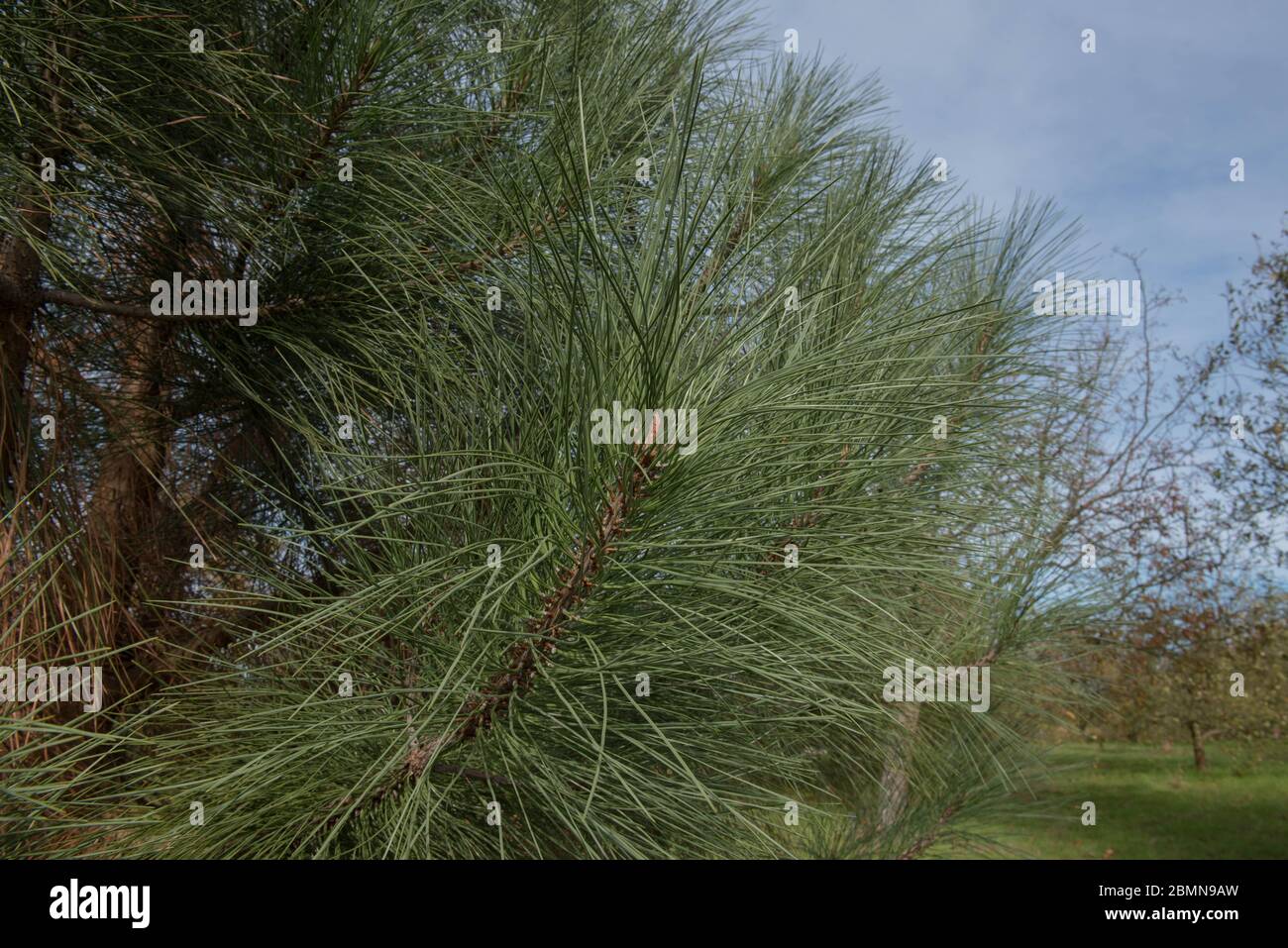 Pinus coulteri (Coulters Pine or Big Cone Pine) in a Park in Rural Surrey, England, UK Stock Photo