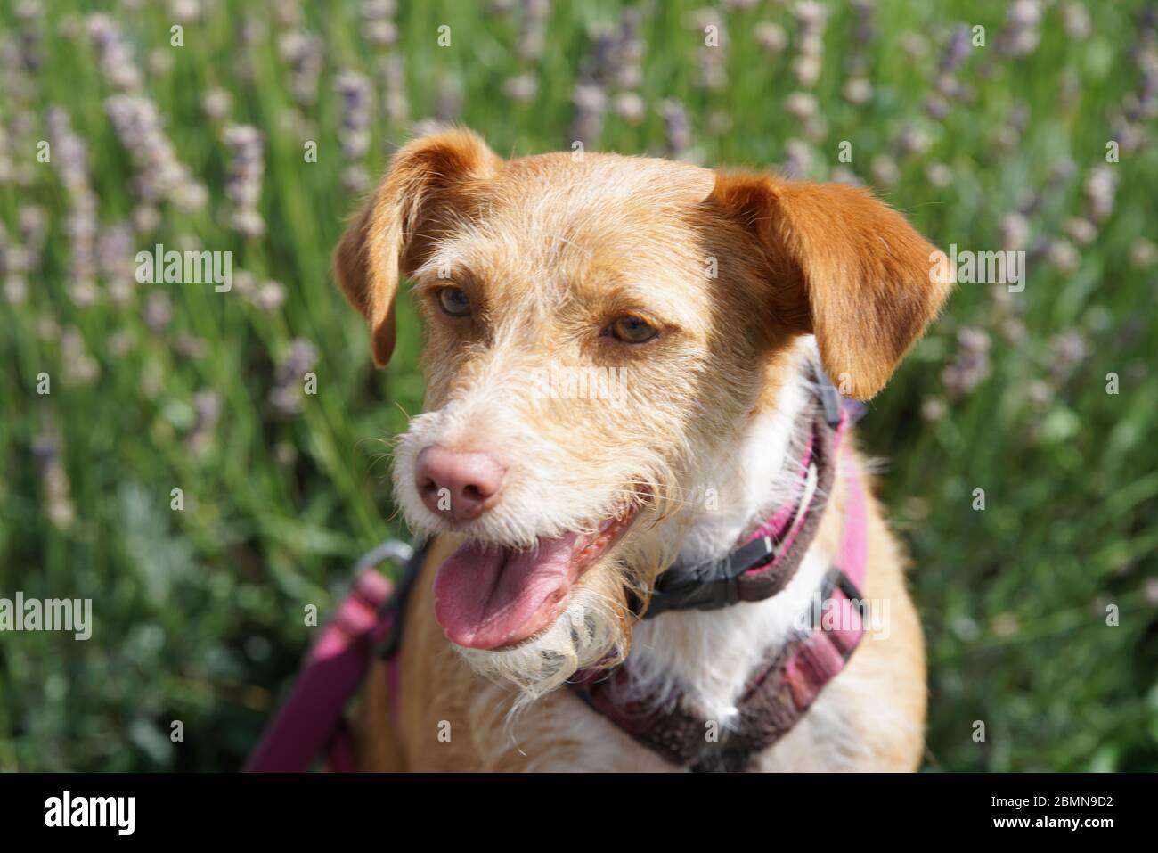 Podenco mischling hi-res stock photography and images - Alamy