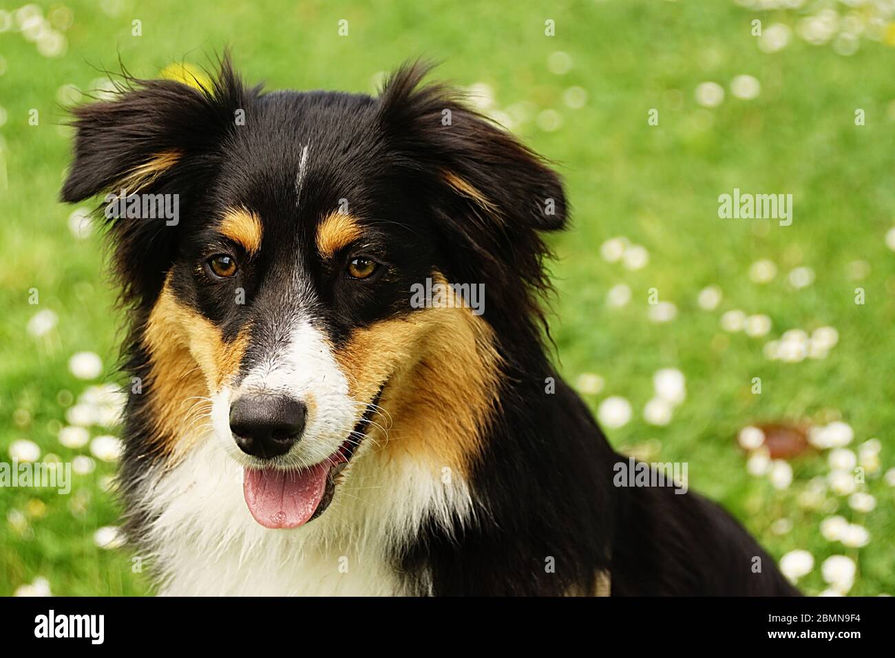 Hundemix - Collie - Herdenschutzhund Stock Photo