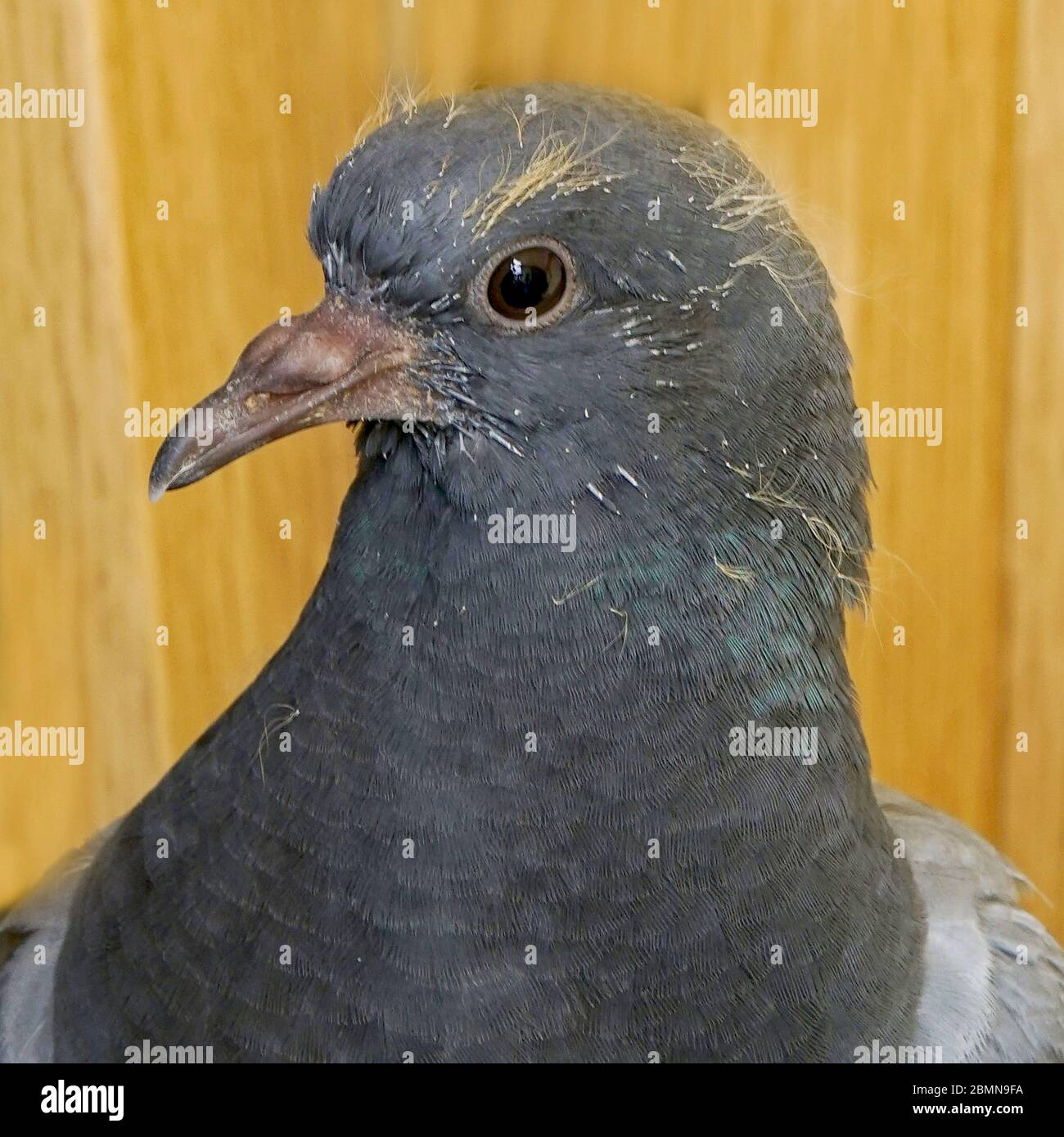 Junge Taube - neugierig Stock Photo