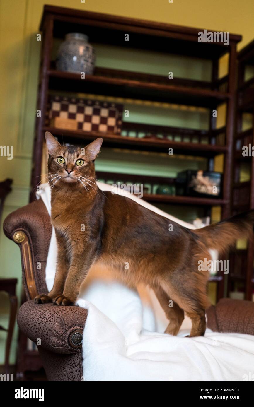 Somali cat standing on the arm of a brown armchair Stock Photo