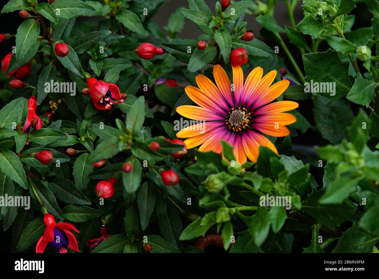 Mehrfarbige schöne Margeritenblume Stock Photo