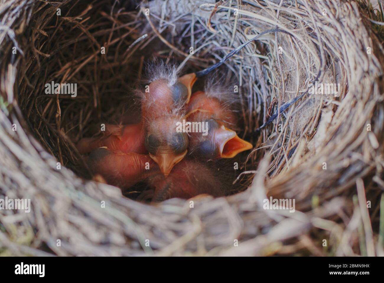 Junge Amseln im Nest Stock Photo