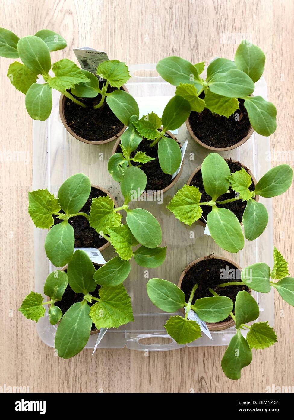 Small cucumber plants are prepared for planting out Stock Photo Alamy