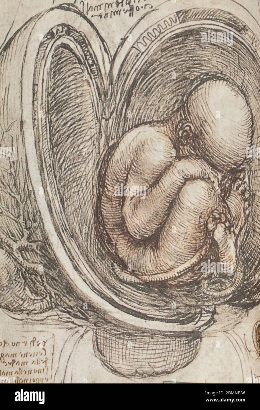 Fetus In Utero High Resolution Stock Photography and Images Alamy