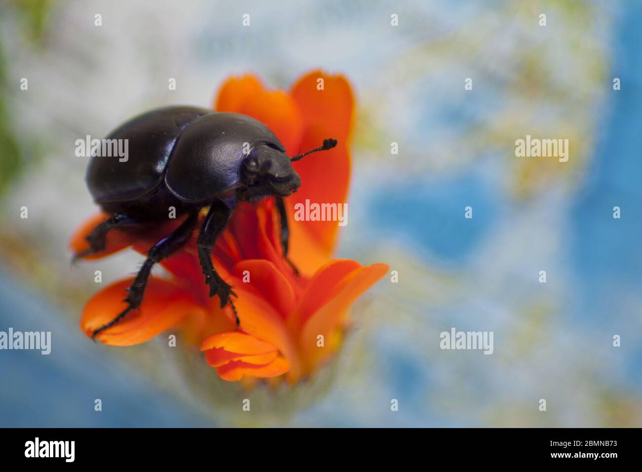 Dung beetle on an orange flower in close-up on a blue background. Stock Photo