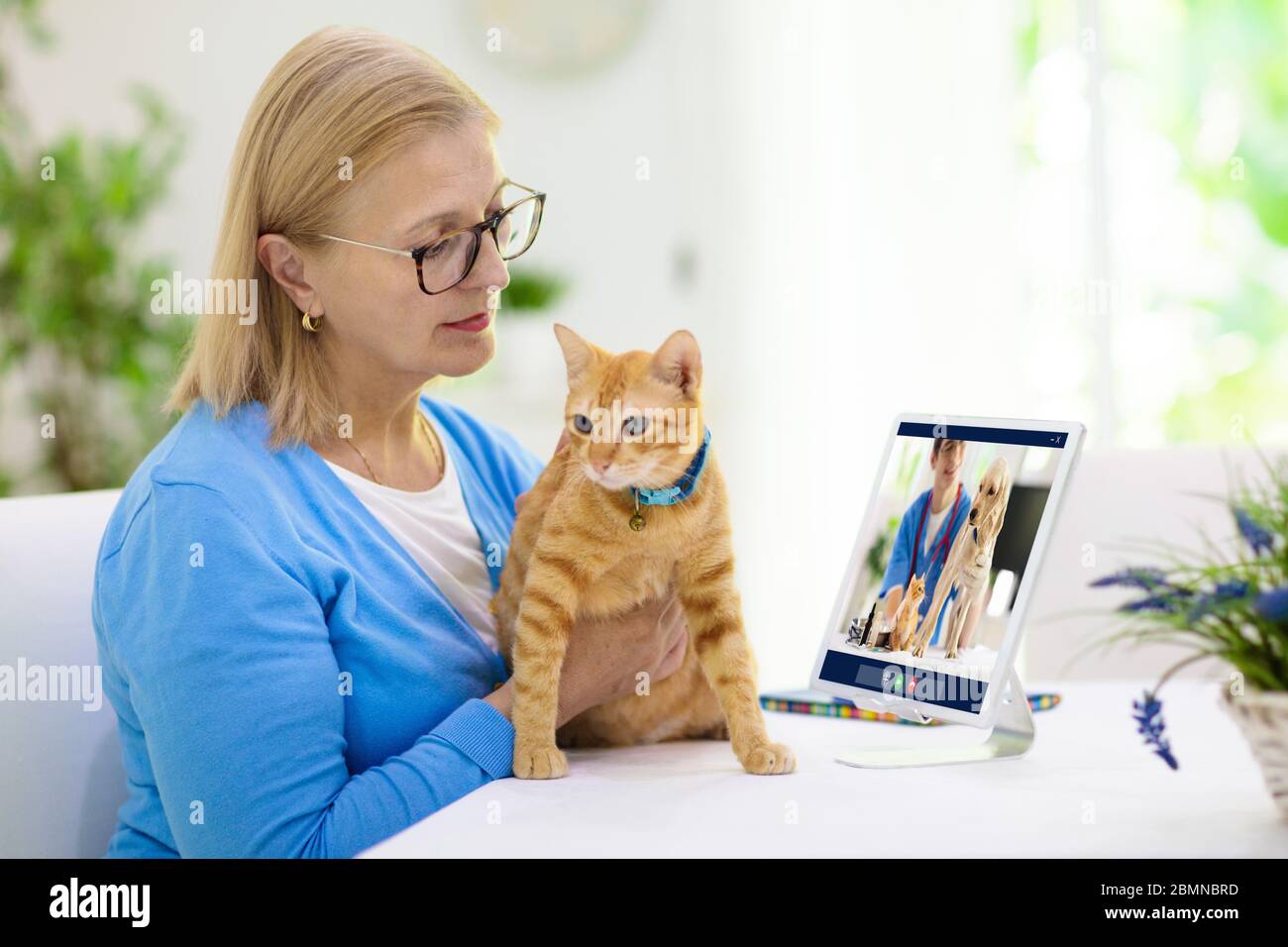 Консультация врача ветеринара онлайн. Круглосуточные ветеринарная консультация. Онлайн консультация ветеринара. Бесплатная консультация ветеринара онлайн. Ветеринар со спины.