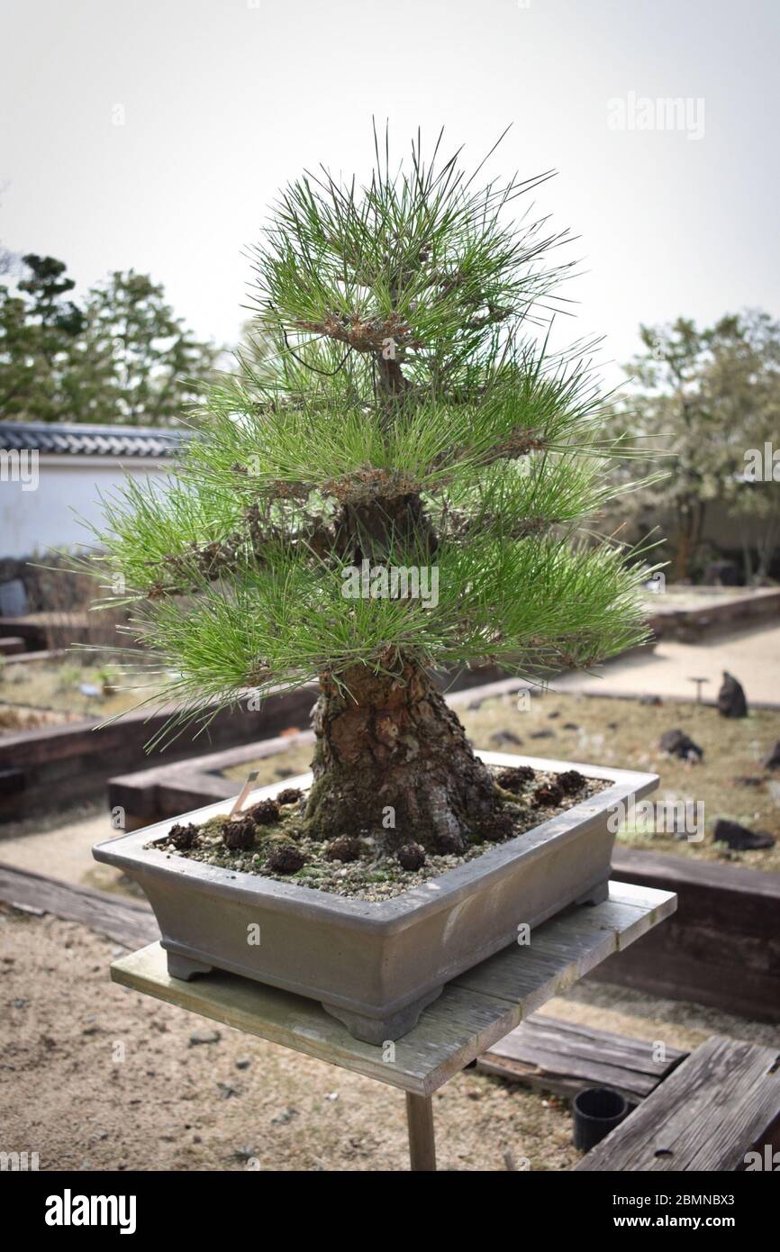 Ancient bonsai hi-res stock photography and images - Alamy