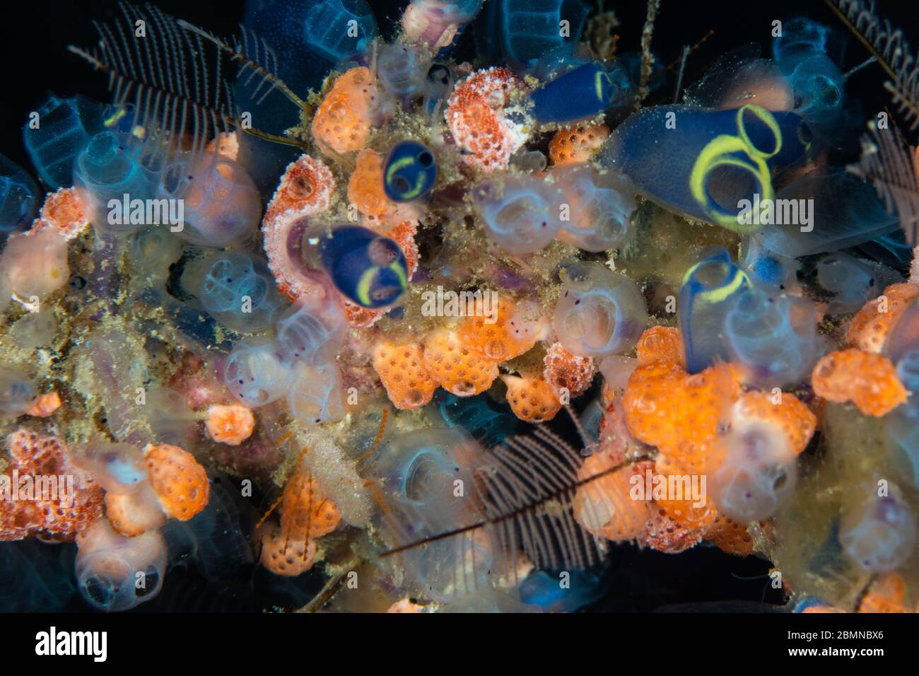 A variety of colorful tunicates, hydroids, sponges, and other marine invertebrates compete for space to grow on a coral reef in Raja Ampat, Indonesia. Stock Photo