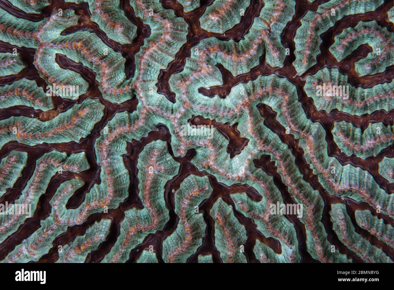 Detail of a colorful reef-building coral colony growing on a coral reef in Indonesia. Corals thrive in the Indo-Pacific region. Stock Photo