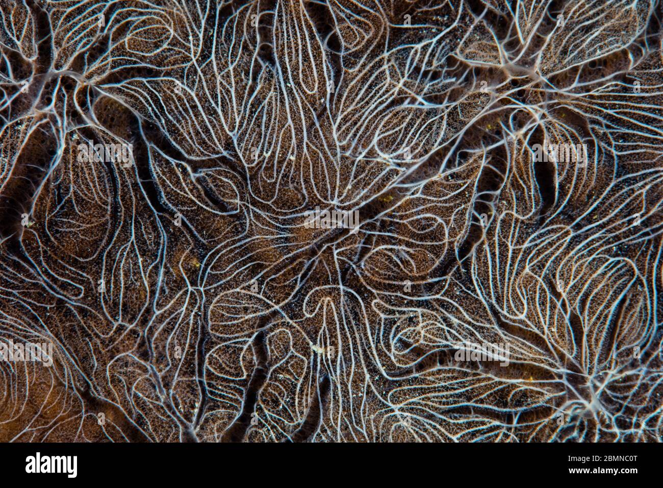 Detail of an encrusting sponge growing on a coral reef in Indonesia