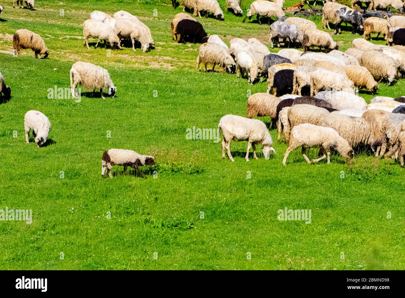 A flock of sheep grazing the grass Stock Photo - Alamy
