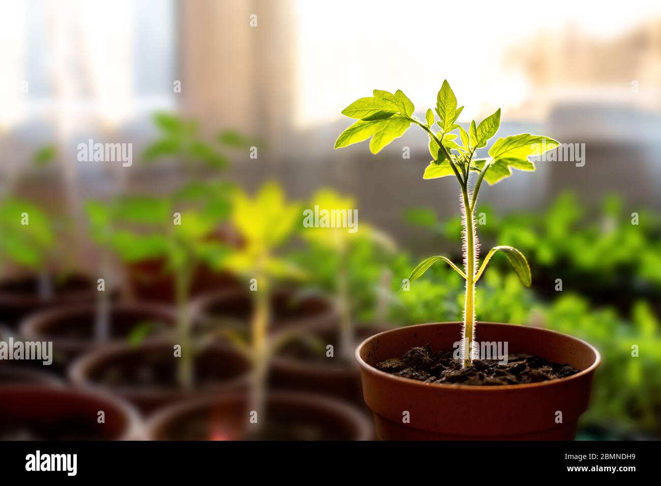 Small sapling plant growing indoor beneath a towards warm sunlight, with more plants in the blurry background Stock Photo - Alamy