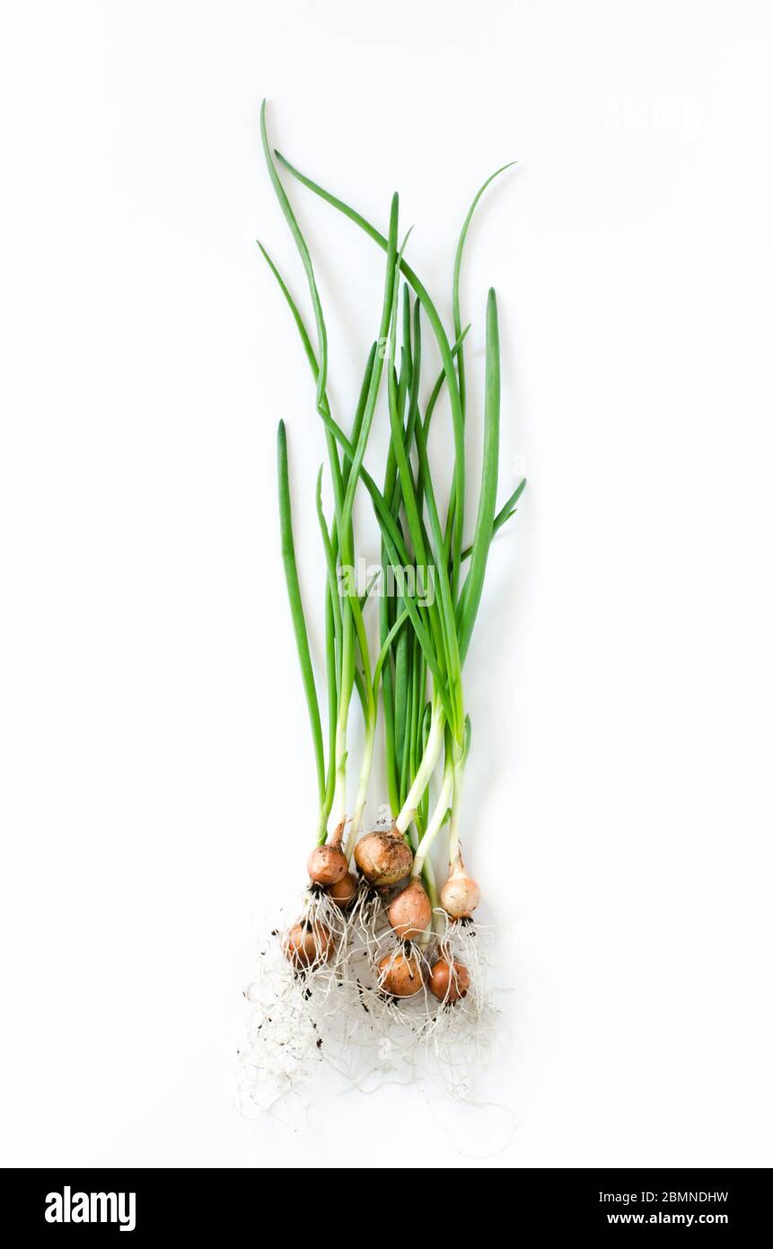 Fresh organic green onions freshly picked from garden bed Stock Photo ...