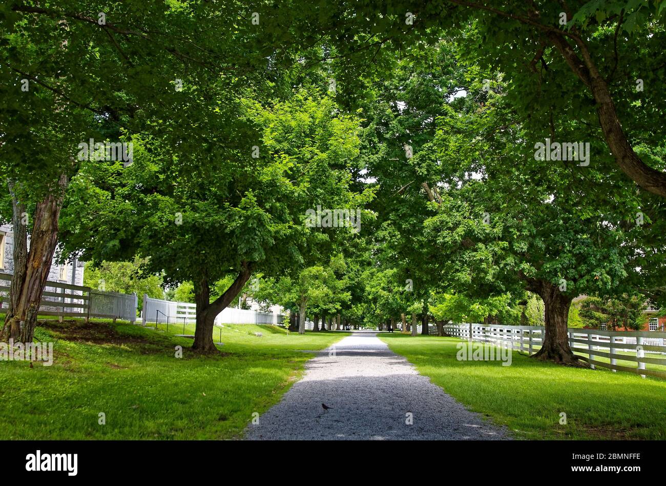 tree canopy, gravel path, green, white fences, grass, walkway, Shaker
