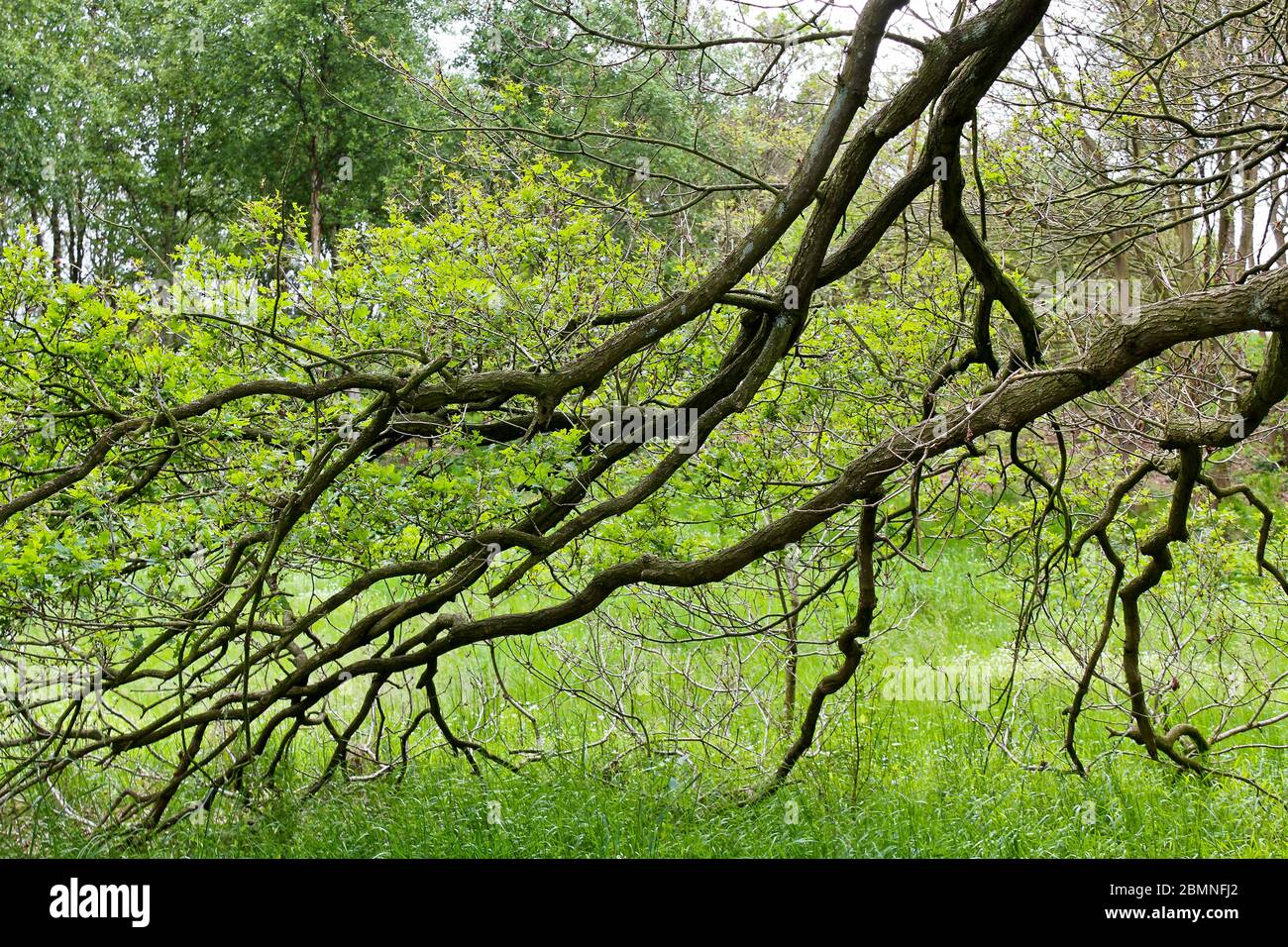 Big beautiful tree hanging branches hi-res stock photography and images ...