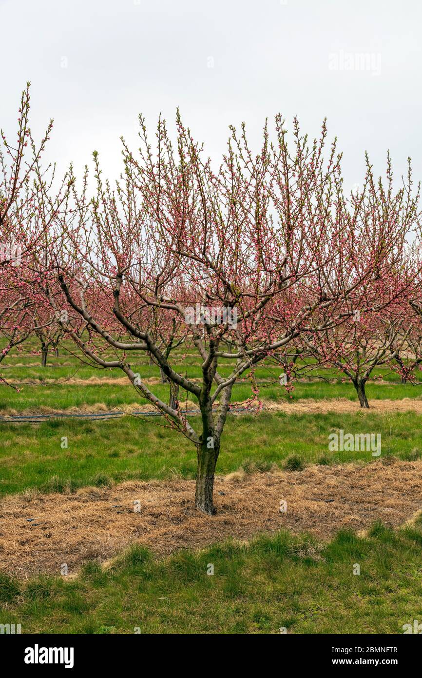 Flowering apple trees, orchard, SW Michigan, USA, early Spring, by