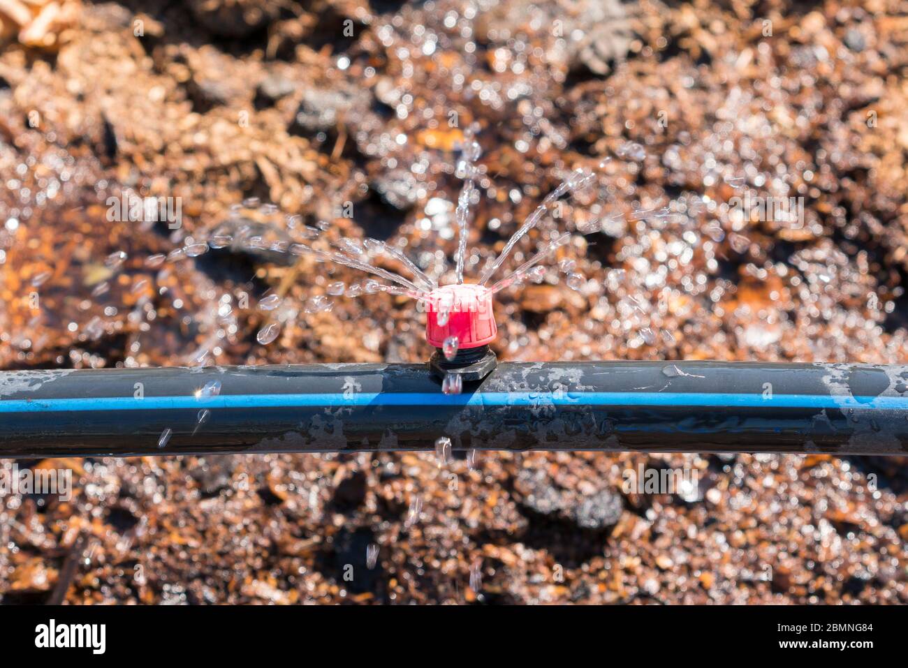 Sprinkler systems, drip irrigation, watering lawns. Drip Irrigation