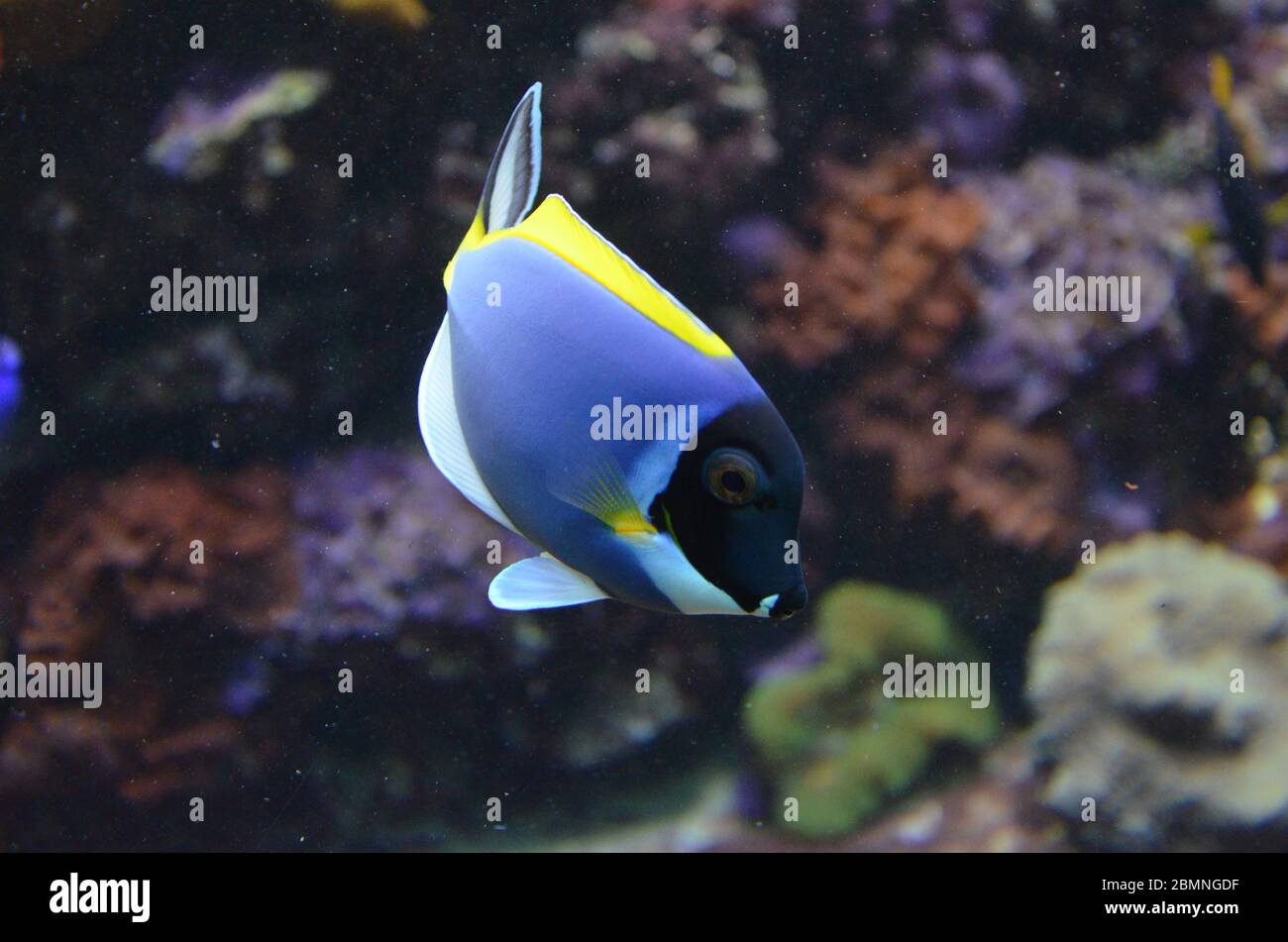 Powder Blue Tang (Acanthurus leucosternon Stock Photo Alamy
