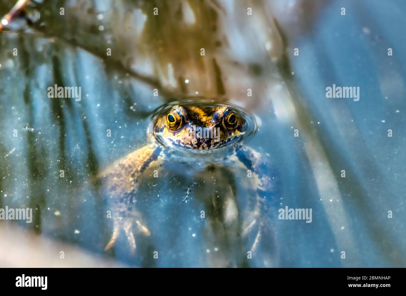 Coming up for air, a frog peering out of a pond, Burbage, Wiltshire, UK Stock Photo