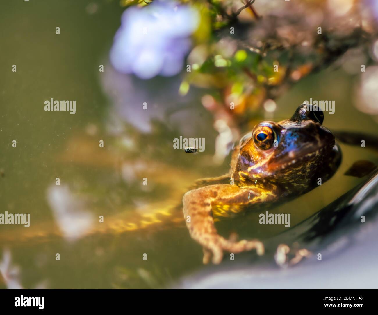 Coming up for air, a frog peering out of a pond, Burbage, Wiltshire, UK Stock Photo