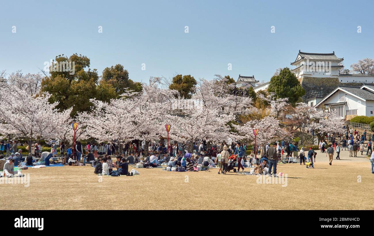 Himeji / Japan - March 31, 2018: People picnicking under blooming cherry blossom trees during the Sakura season in Himeji castle park in Himeji, Japan Stock Photo