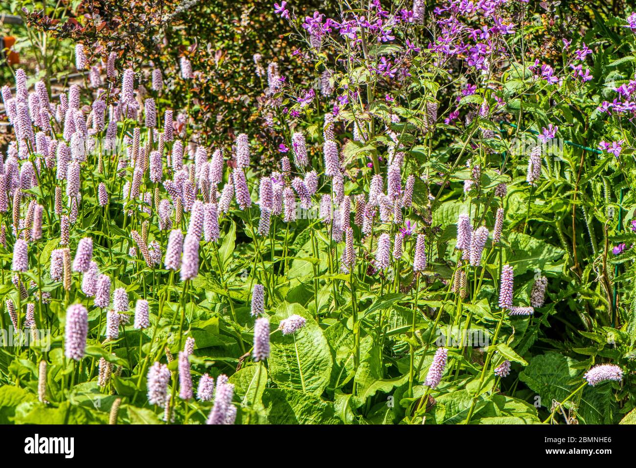 Persicaria bistorta superbum in a garden border, Burbage, UK Stock Photo