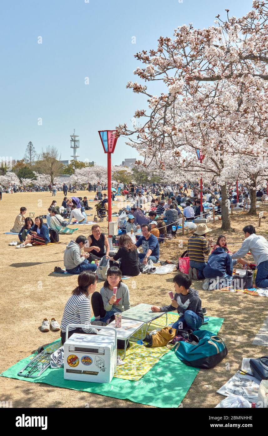 Himeji / Japan - March 31, 2018: People picnicking under blooming cherry blossom trees during the Sakura season in Himeji castle park in Himeji, Japan Stock Photo