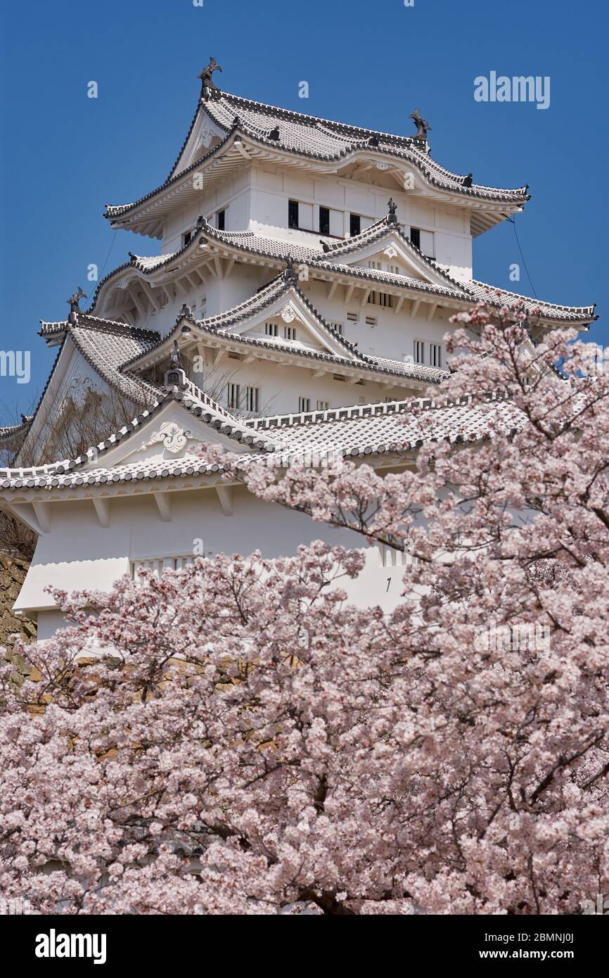Himeji castle during the cherry blossom sakura season in Himeji, Hyogo