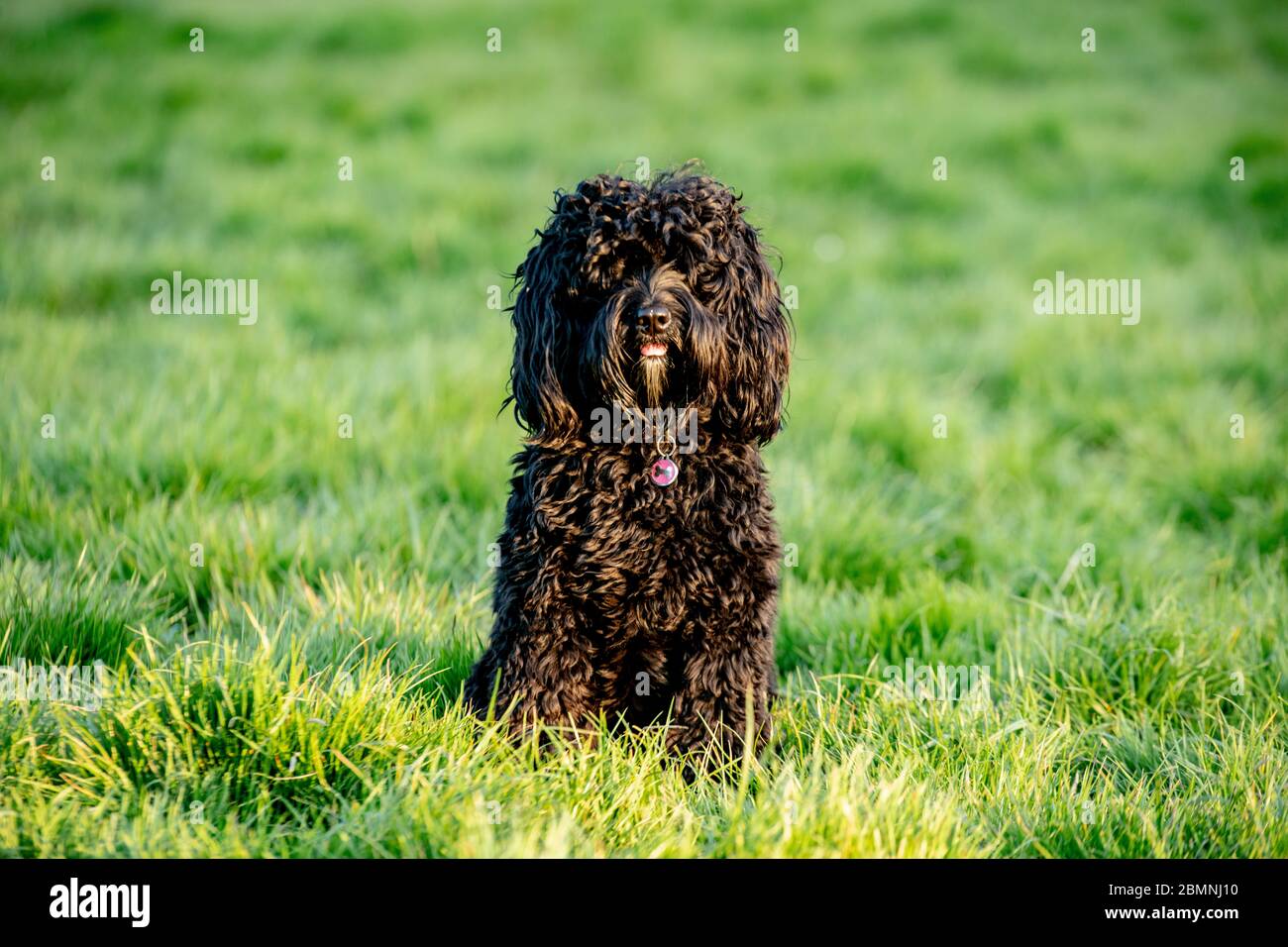 Cockapoo Stick High Resolution Stock Photography and Images - Alamy