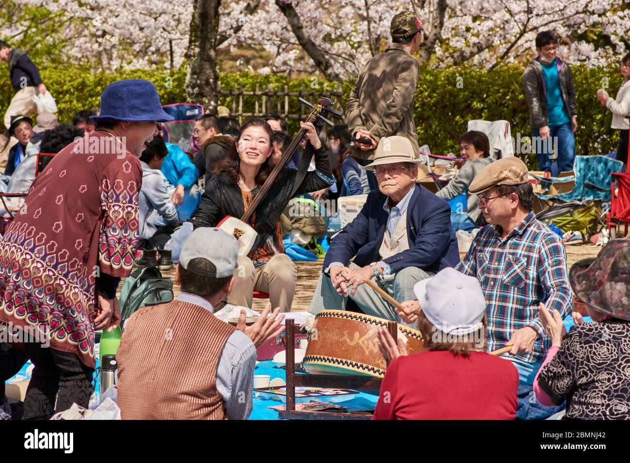 Himeji / Japan - March 31, 2018: People picnicking and singing under blooming cherry blossom trees during the Sakura season in Himeji castle park in H Stock Photo
