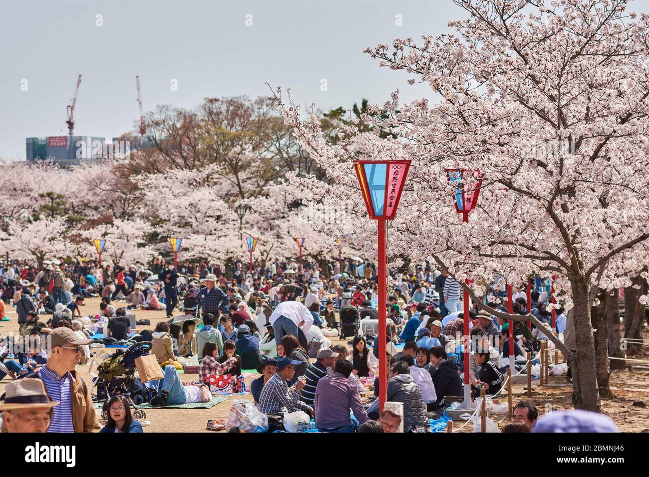 Himeji / Japan - March 31, 2018: People picnicking under blooming cherry blossom trees during the Sakura season in Himeji castle park in Himeji, Japan Stock Photo