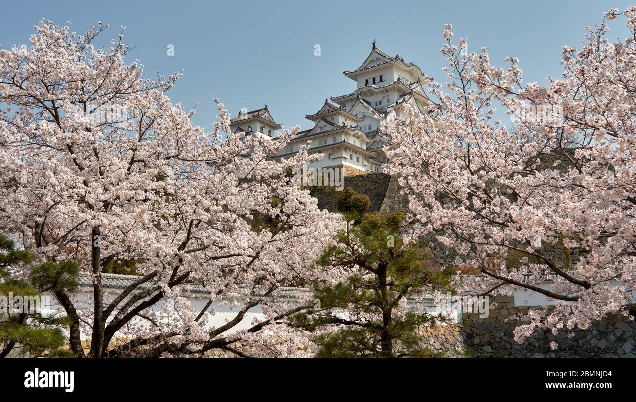 Himeji castle during the cherry blossom sakura season in Himeji, Hyogo