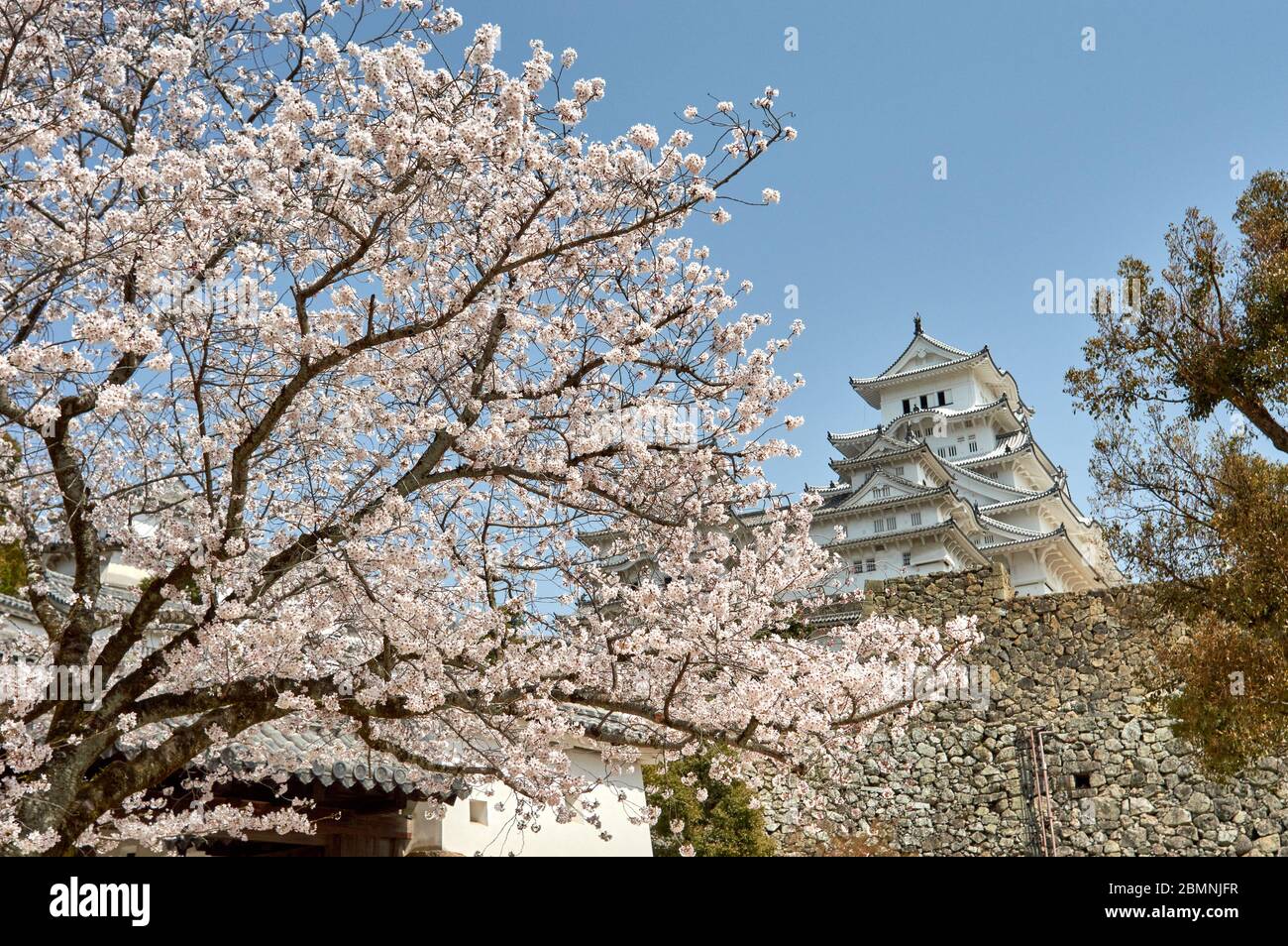 Himeji castle during the cherry blossom sakura season in Himeji, Hyogo