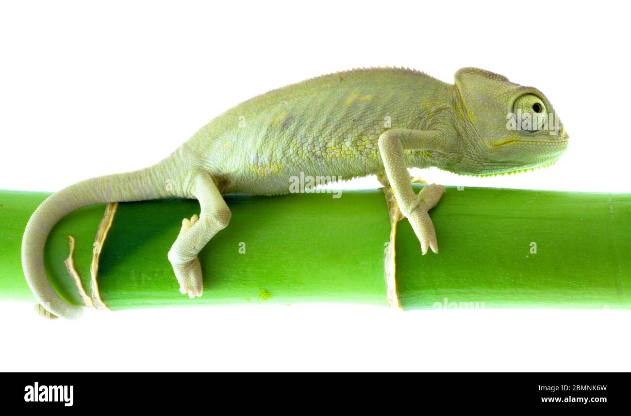 Small Chameleon green pet example Stock Photo
