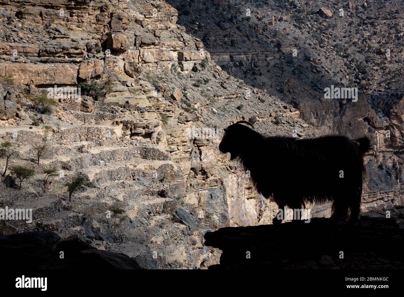 Silhouette of Arabian Tahr wild mountain goat at balcony Walk W6, Jebel Shams in Oman Stock Photo