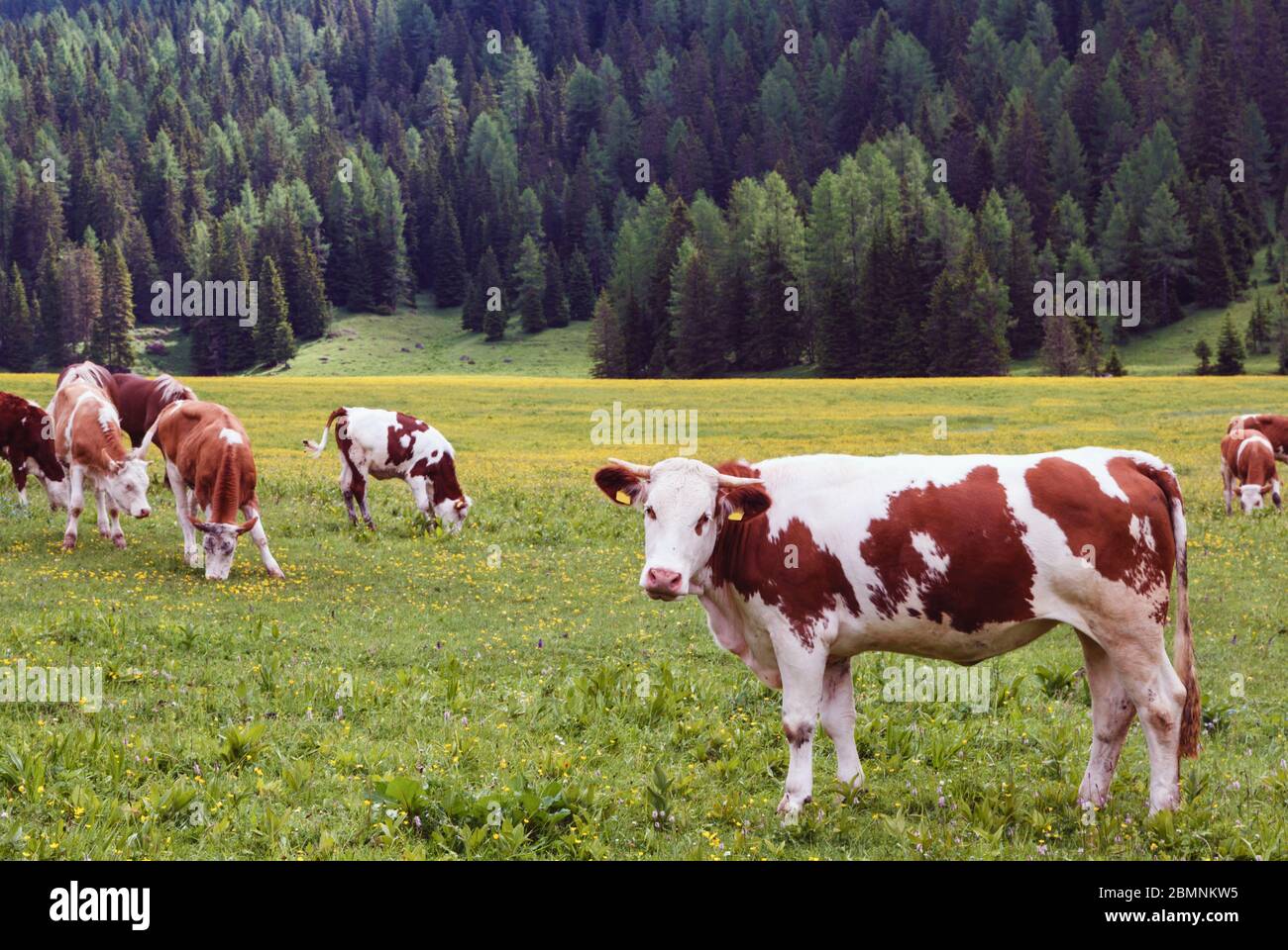 Cows in field near Lake Misurina, Belluno Province, Veneto, Italy Stock Photo