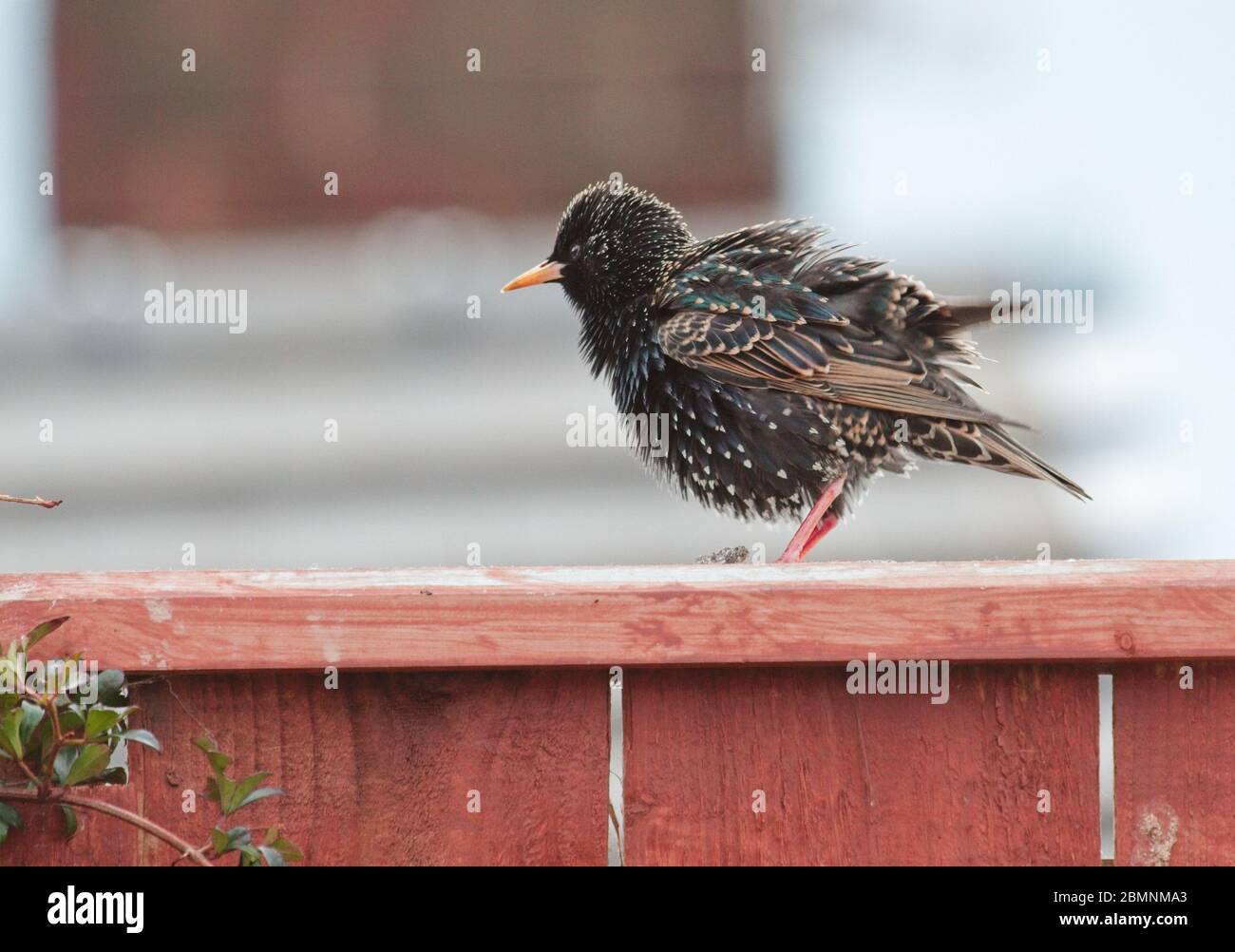 A young Starling, Sturnus vulgaris, with plumped up feathers after ...