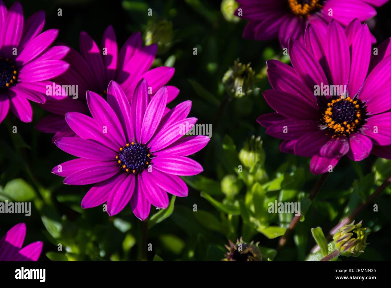 Flowers and plants in the Exotic garden of Monaco Monte Carlo Stock Photo