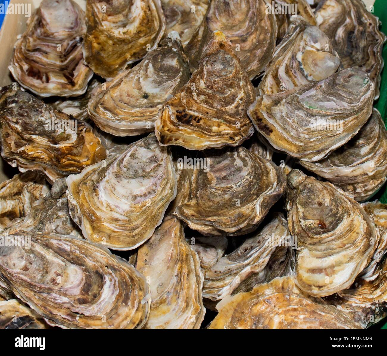 Oysters on the counter in wooden boxes on the market. Oysters for sale